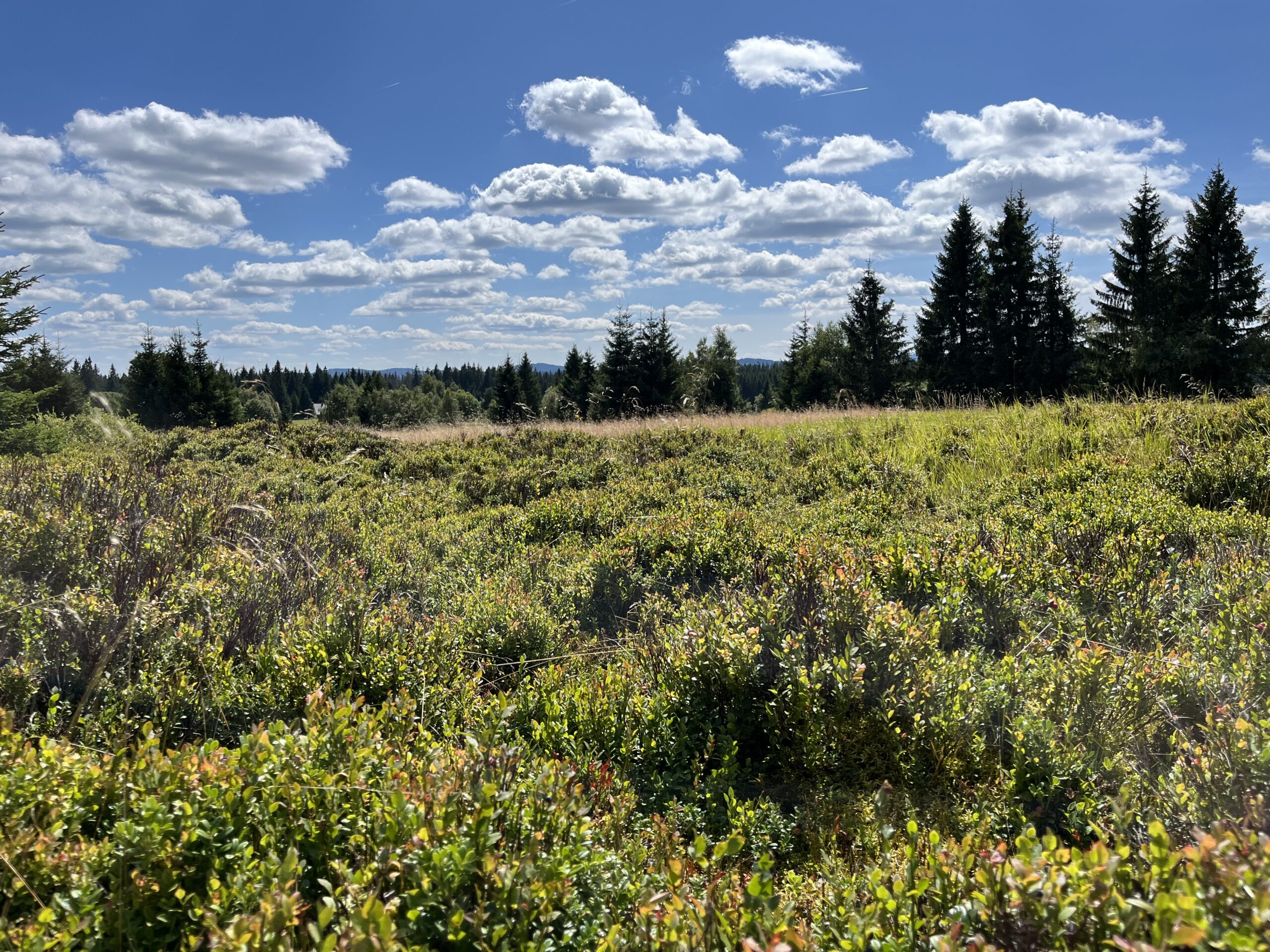 Šumava NP - poradenství v oblasti nemovitostí